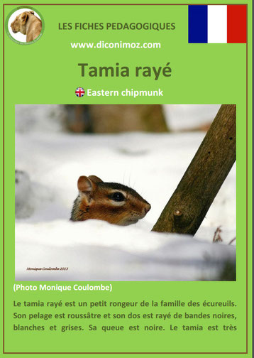 fiche animaux ecureuil tamia taille poids habitat longevite repartition comportement