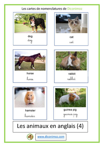 carte nomenclature animaux en anglais