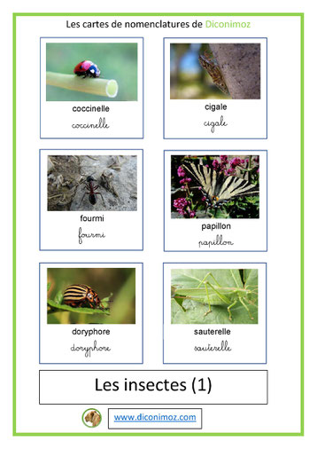 cartes de nomenclature ecriture cursive et script animaux insectes 1