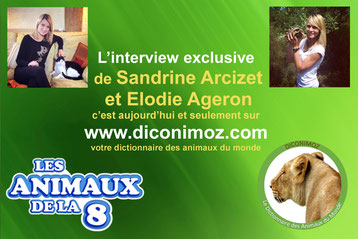 interview de sandrine arcizet et elodie ageron présentatrices des animaux de la 8