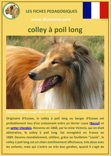 fiche chien pdf colley a poil long origine caractere comportement poil