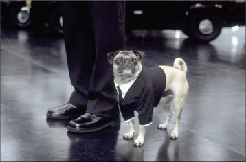 image du film men in black avec will smith chien race carlin