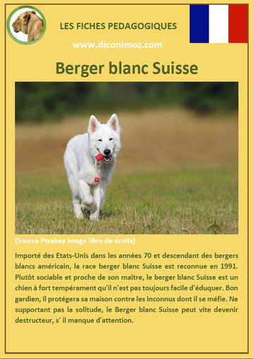 fiche chien pdf pedagogique berger blanc suisse origine caractere comportement