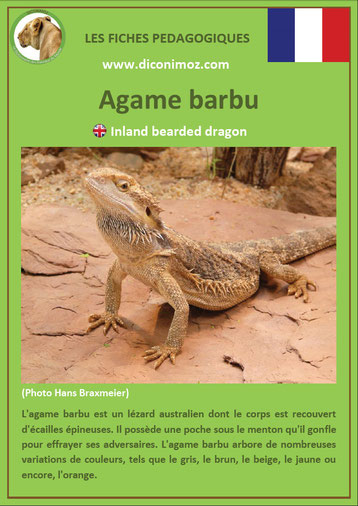 fiche animaux australie pdf agame barbu a telecharger et a imprimer