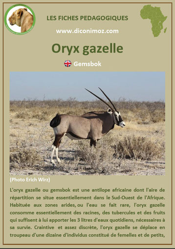 fiche animaux pedagogique pdf afrique oryx gazelle a telecharger et a imprimer