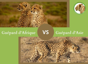 ne confondez plus le guepard d'afrique et le guepard d'asie