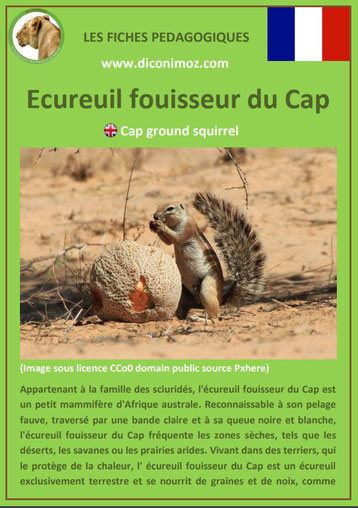 fiche animaux ecureuil fouisseur du cap taille poids habitat longevite repartition comportement