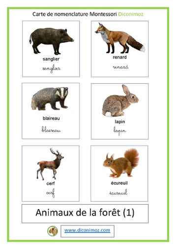 carte montessori fond blanc animaux de la foret ecriture cursive et script