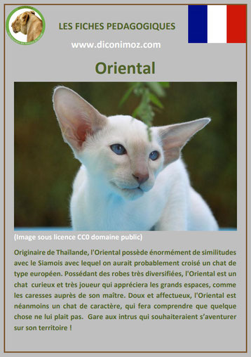 fiche chat race oriental origine comportement caractere poil sante