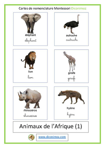 carte montessori fond blanc animaux d'afrique ecriture cursive et script