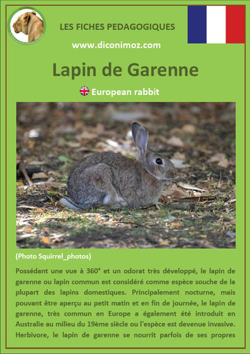 fiche animaux de nos forets pdf lapin de garenne a telecharger et a imprimer