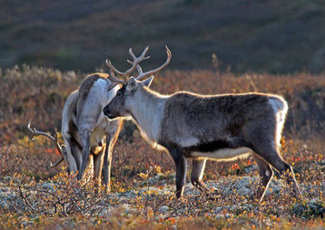 fiche animaux caribou reindeer fact