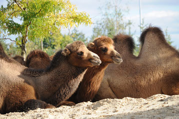 cri animaux chameau