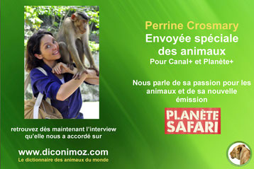 interview perrine crosmary envoye speciale des animaux planete safari canal+