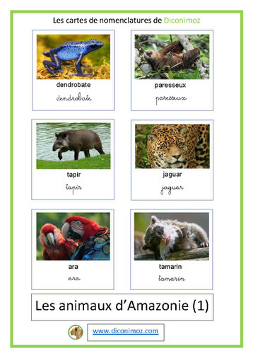 carte fiche de nomenclature  français animaux amazonie ecriture cursive script