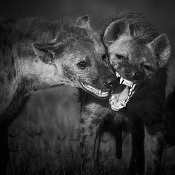 hyenes tachetees laurent baheux