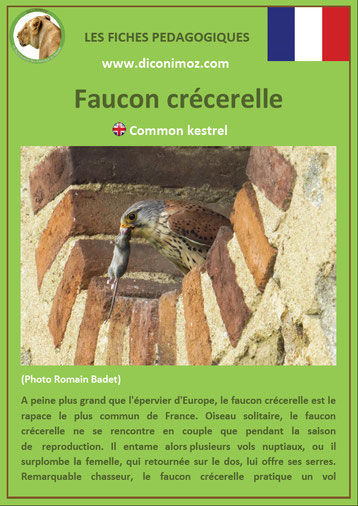 fiche animaux pdf oiseaux rapaces faucon crecerelle a télécharger et a imprimer