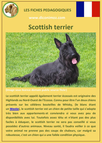 fiche chien pdf race scottish terrier comportement origine caractere soin poil