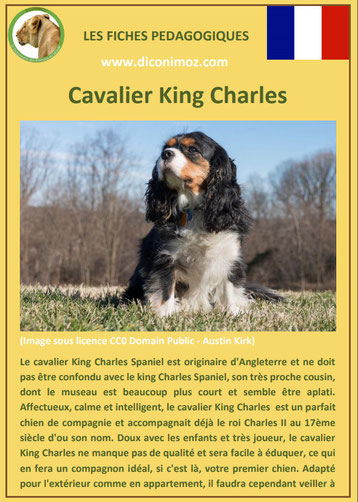 fiche identite chien race cavalier king charles origine caractere comportement poil sante