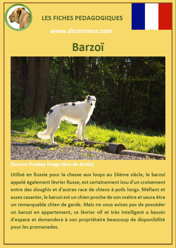 fiche animal animaux chien barzoi levrier russe comportement origine caractere sante