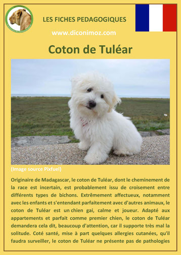 fiche chien pdf race coton de tulear comportement origine caractere soin poil