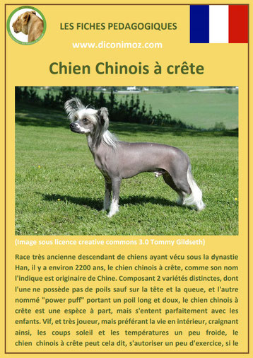 fiche identite chien race chien chinois a crete origine caractere comportement poil sante