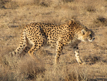 guepard asie vs afrique fiche pedagogique