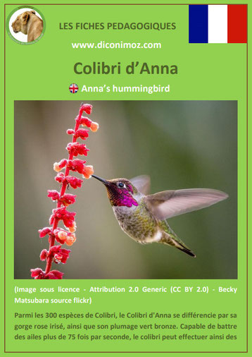 fiche animaux animal pedagogique oiseaux pdf colibri d'anna ecole primaire college svt