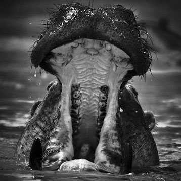 Laurent Baheux - Photographe animalier - Dictionnaire des Animaux