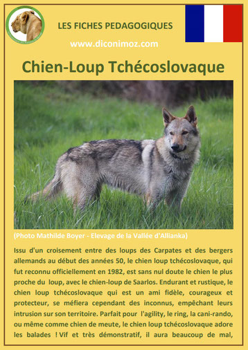 fiche chien race chien loup tchecoslovaque origine comportement caractere