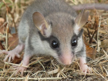 fiche animaux lerot contre loir gris