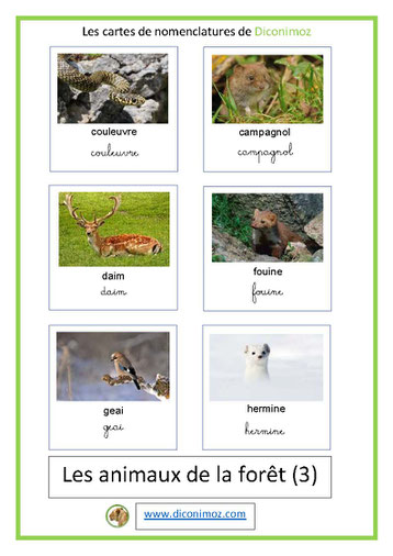 fiche carte nomenclature animaux foret écriture cursive et script