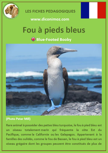 fiche animaux oiseaux pedagogiques fou a pieds bleus a telecharger et a imprimer