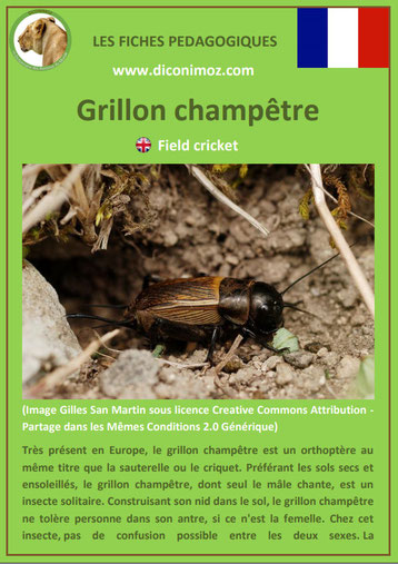 fiche animaux pdf insecte grillon champêtre à telecharger et a imprimer