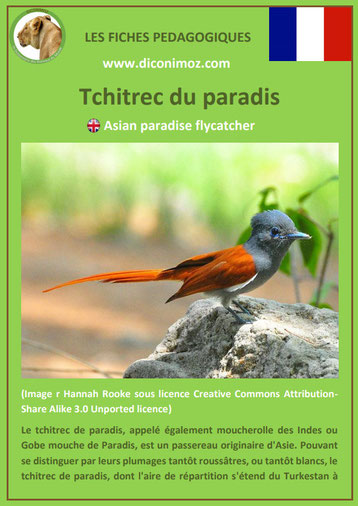 iche animaux animal pedagogique oiseaux pdf tchitrec du paradis primaire college svt