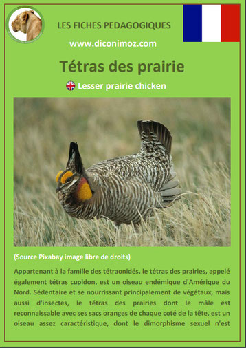 iche animaux animal pedagogique oiseaux pdf tetras des prairies ecole primaire college svt