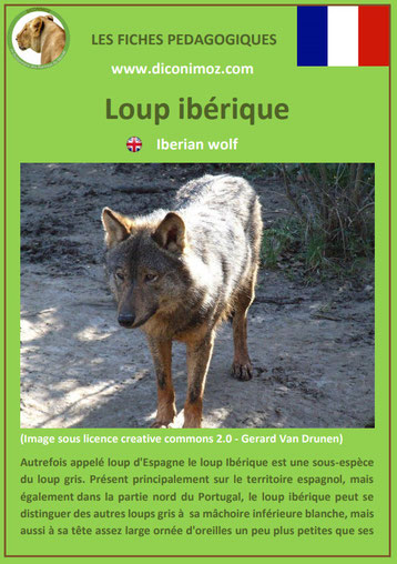 fiche animaux pdf pedgogique loup iberique espagnol a telecharger et a imprimer