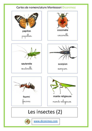 carte montessori transparent les insectes 2 ecriture cursive et script