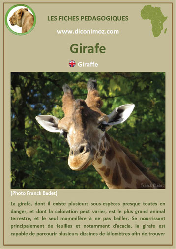 fiche animaux pdf girafe afrique imprimer telecharger