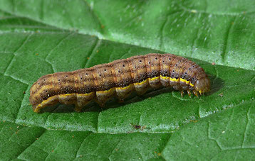 chenille brune marron noctuelle potagere