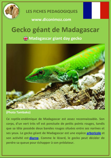 fiche animaux de madagascar pdf pedagogique gecko geant a telecharger et a imprimer