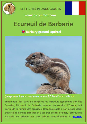 fiche animaux ecureuil de barbarie taille poids habitat longevite repartition comportement