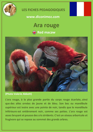 fiches animaux d'amazonie pdf ara rouge comportement taille poids habitat reproduction alimentation