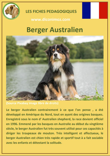 fiche pedagogique animaux animal de compagnie chien berger australien caractere origine