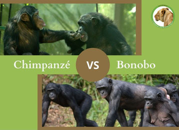 ne confondez plus le chimpanze et le bonobo