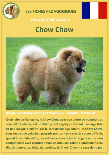 fiche identite chien race chow chow origine caractere comportement poil sante