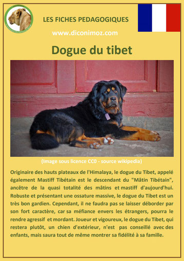 fiche chien race dogue du tibet caractere origine comportement poil sante