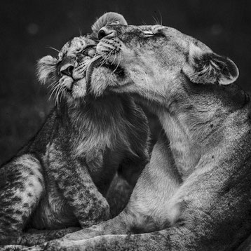 Lionne lionceaux laurent baheux noir et blanc