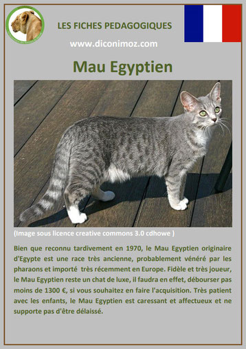 fiche chat race mau egyptien origine comportement caractere poil sante