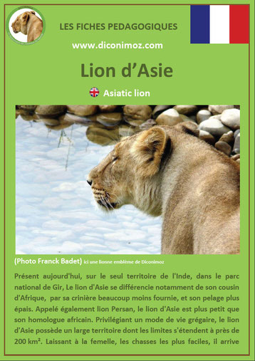 fiches animaux pdf pedgogique felins lion asie a telecharger et imprimer